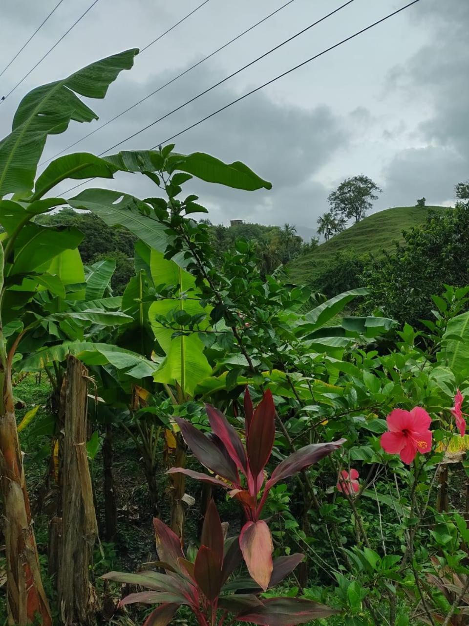 Cabana Wiwa Tayrona Los Naranjos Eksteriør billede