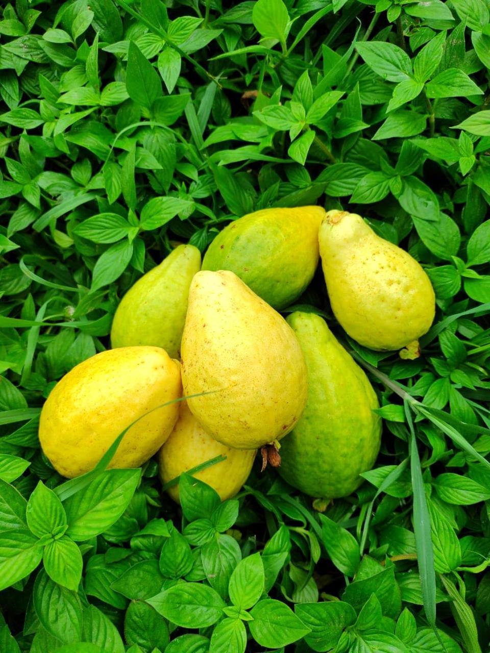 Cabana Wiwa Tayrona Los Naranjos Eksteriør billede