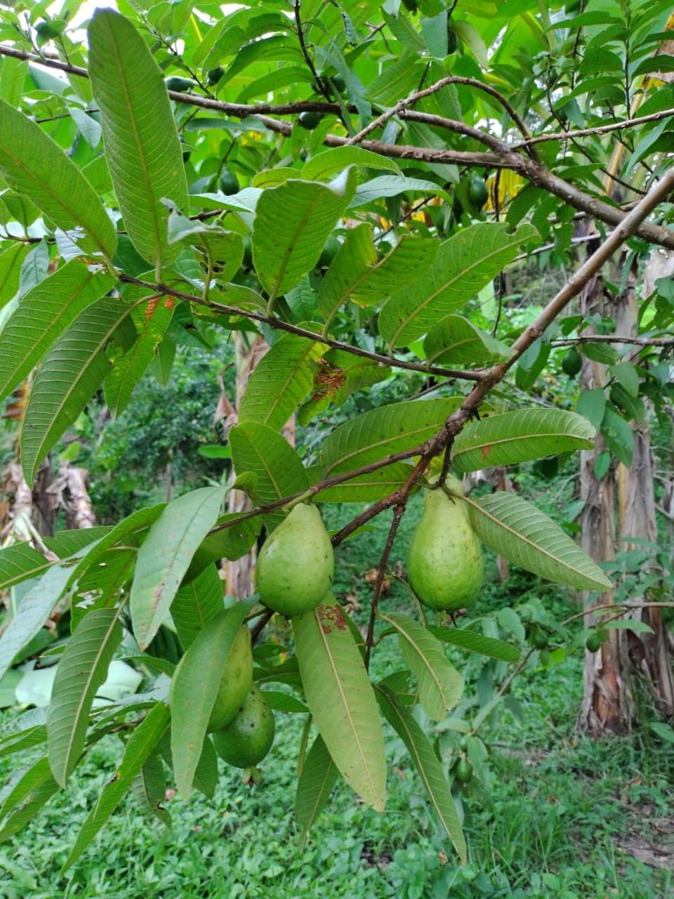 Cabana Wiwa Tayrona Los Naranjos Eksteriør billede