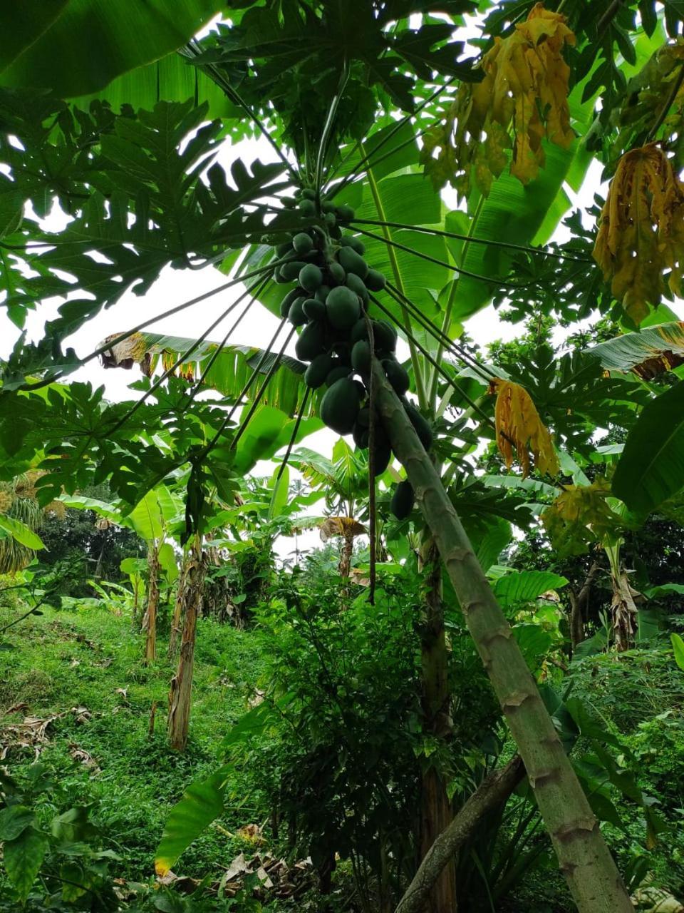 Cabana Wiwa Tayrona Los Naranjos Eksteriør billede