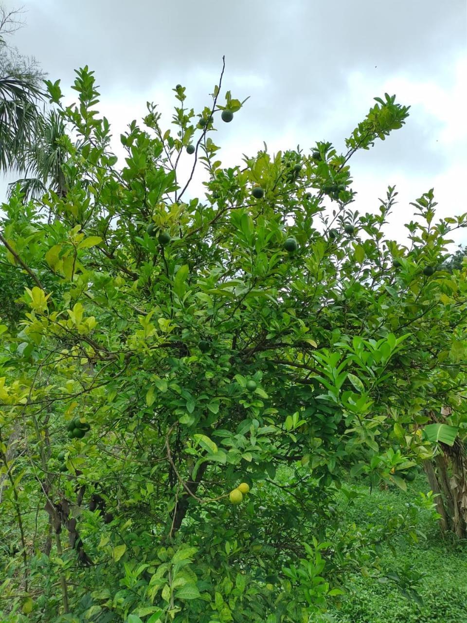 Cabana Wiwa Tayrona Los Naranjos Eksteriør billede