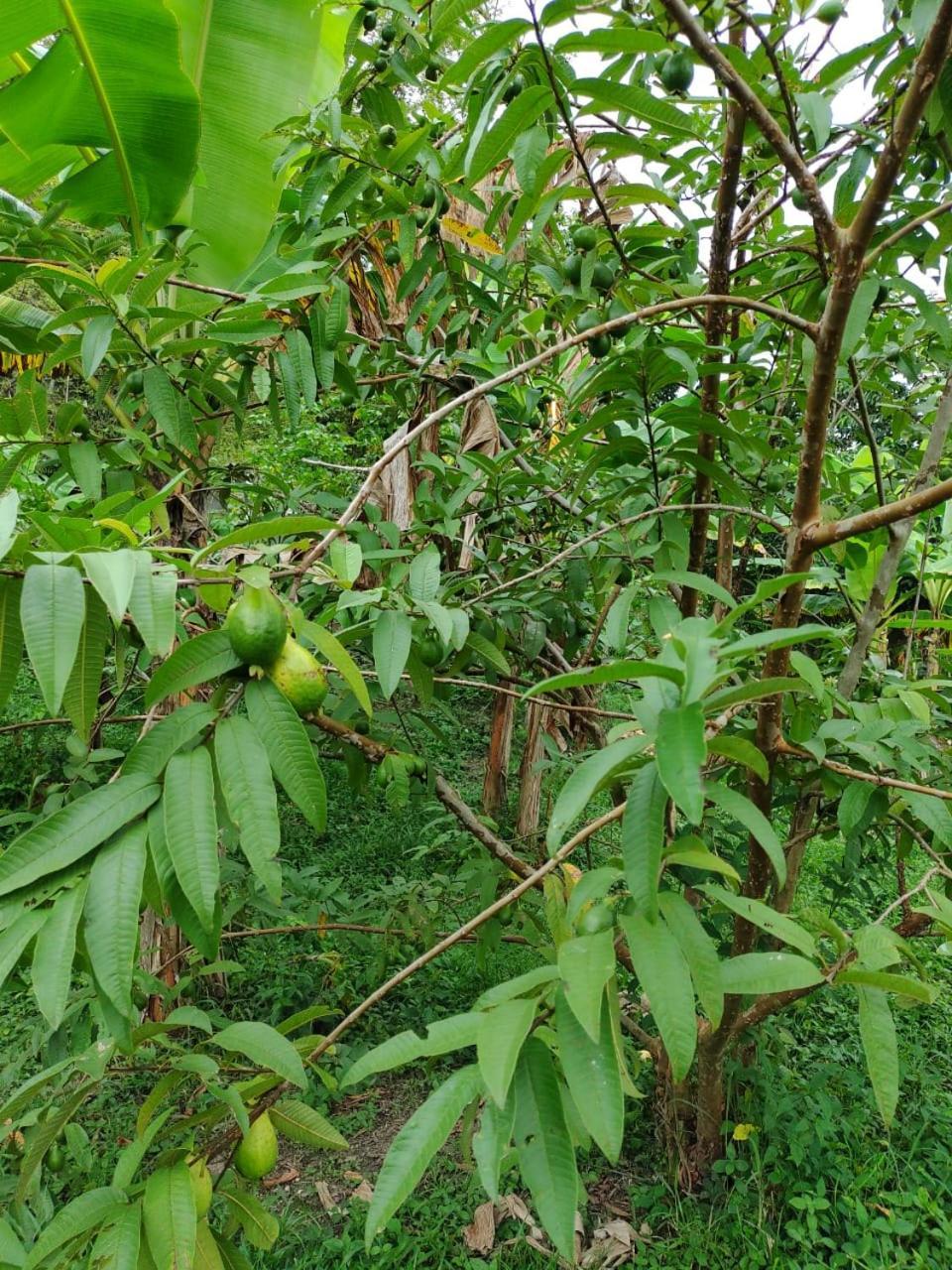 Cabana Wiwa Tayrona Los Naranjos Eksteriør billede
