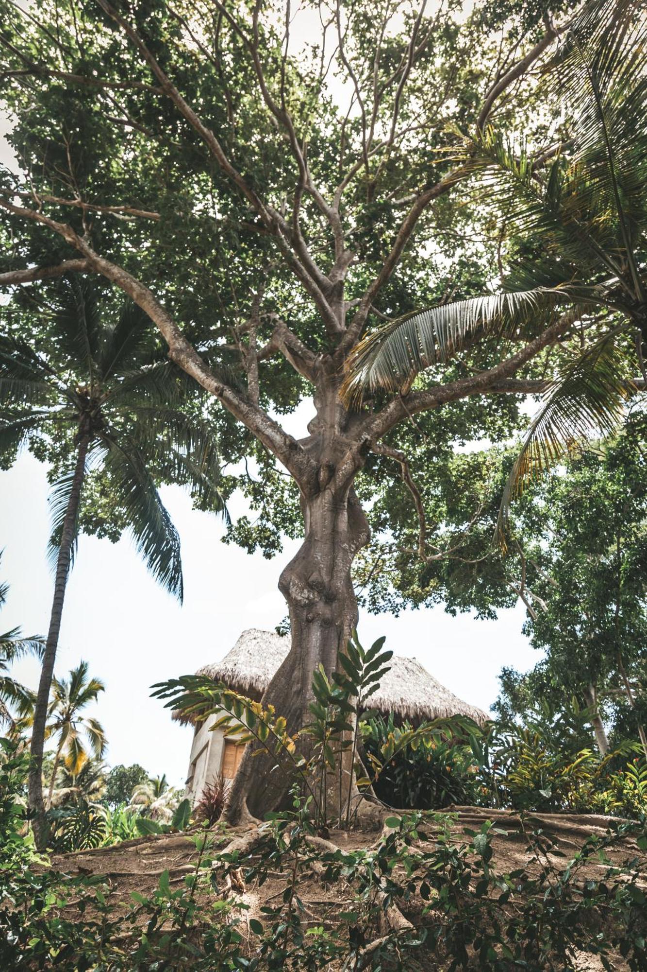 Cabana Wiwa Tayrona Los Naranjos Eksteriør billede